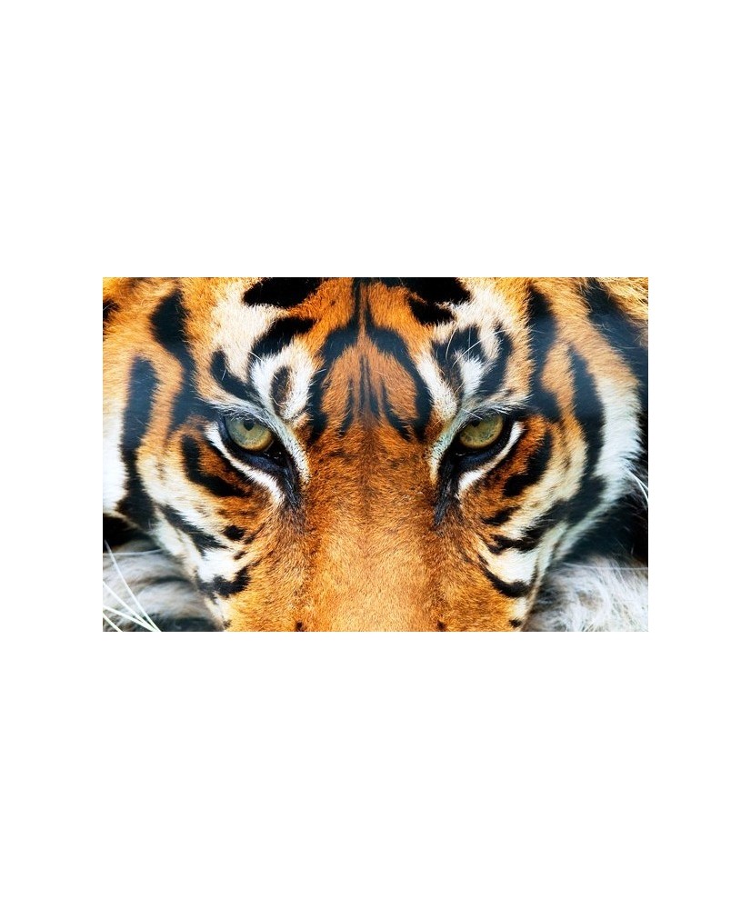 Painel TIGER