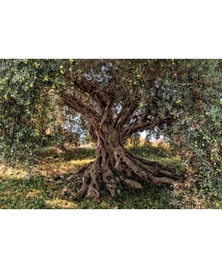 Painel decorativo Beach Resort