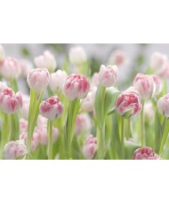 Painel decorativo Secret Garden