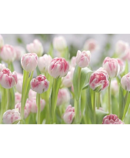 Painel decorativo Secret Garden
