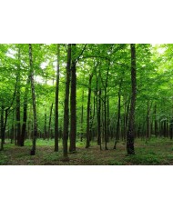 Painel decorativo FTS1323