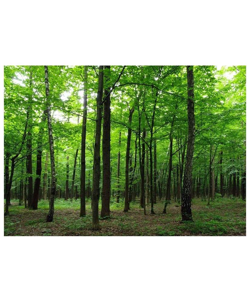 Painel decorativo FTS1323