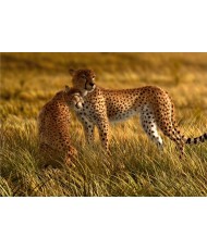 Painel Decorativo FT 0420