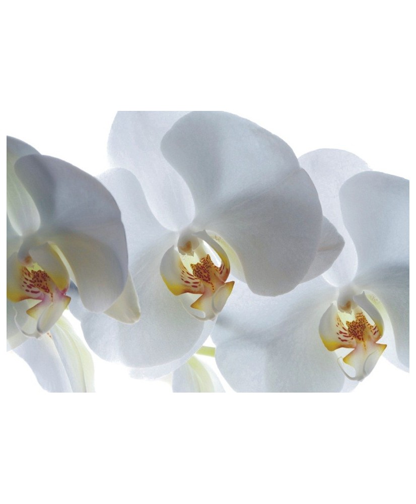 Painel Decorativo FT 0466