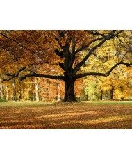 Painel Decorativo FT 2427