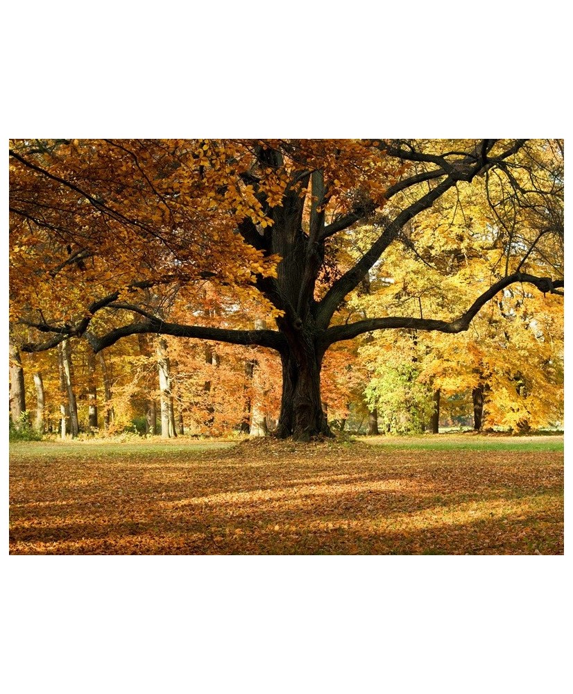 Painel Decorativo FT 2427