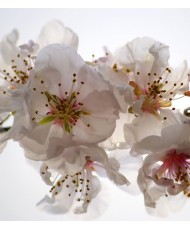 Painel Decorativo FTL 2508