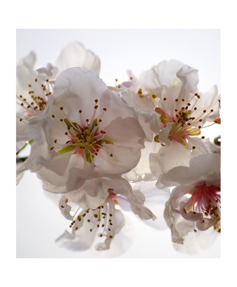 Painel Decorativo FTL 2508