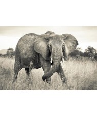 Painel decorativo DSCHUNGEL  