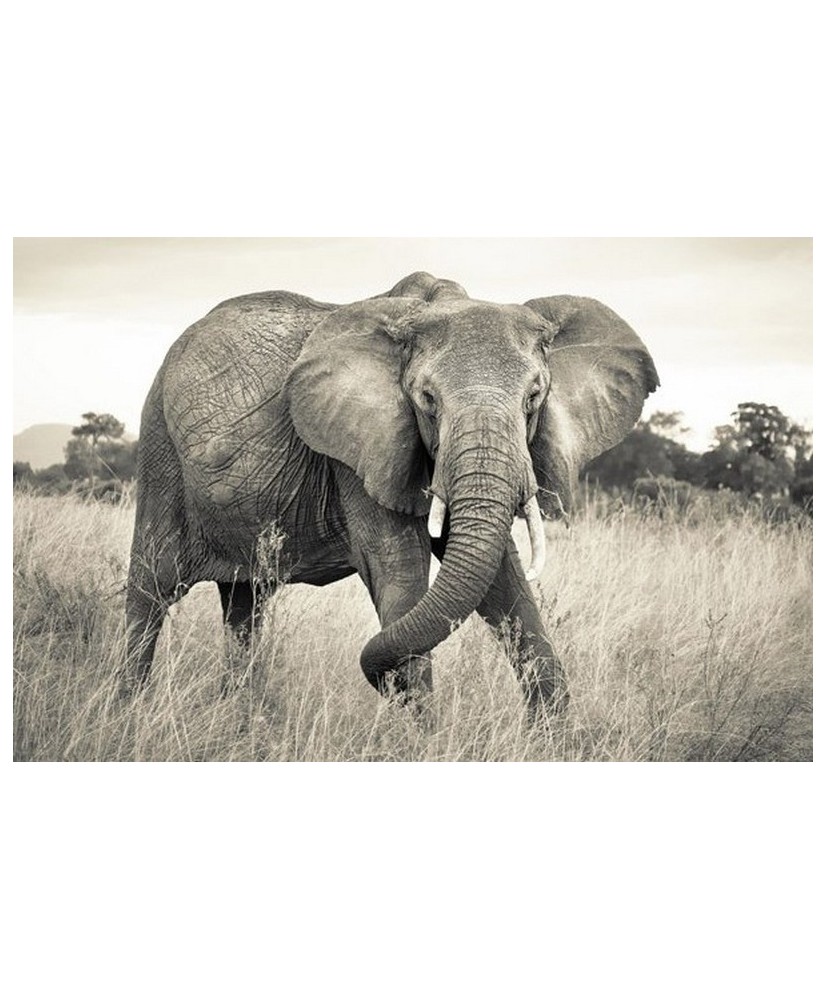 Painel decorativo DSCHUNGEL  