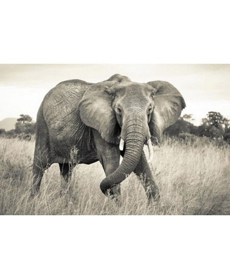 Painel decorativo DSCHUNGEL  