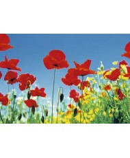 Painel POPPY FIELD 