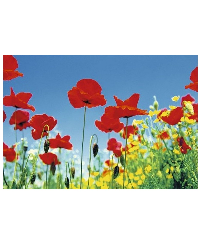 Painel POPPY FIELD 