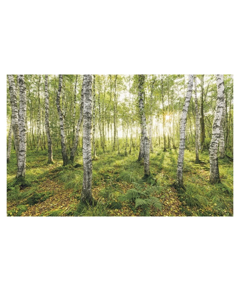 Painel Decorativo BIRCH TREES Painel Decorativo BIRCH TREES