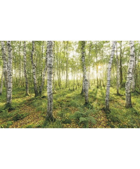 Painel Decorativo BIRCH TREES