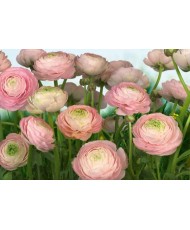 Painel decorativo Gentle Rosé