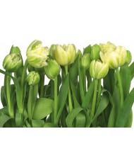Painel decorativo Tulips