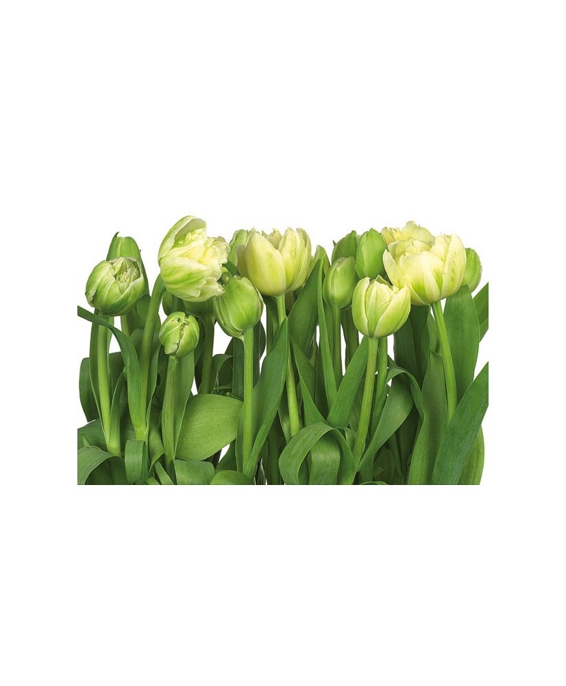 Painel decorativo Tulips