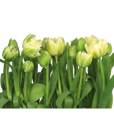 Painel decorativo Tulips