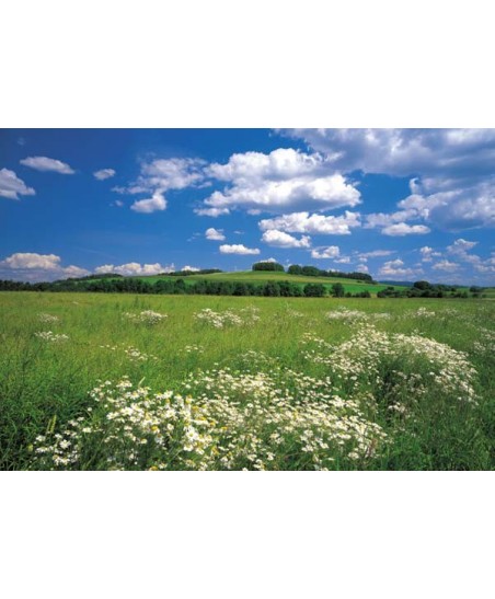Painel decorativo Meadow