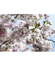 Painel decorativo Spring