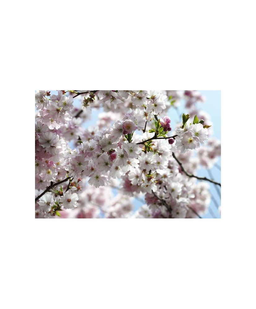 Painel decorativo Spring