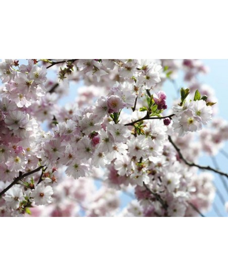 Painel decorativo Spring