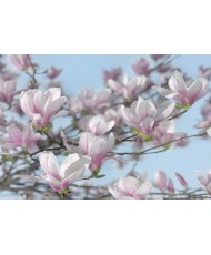 Painel decorativo Magnolia
