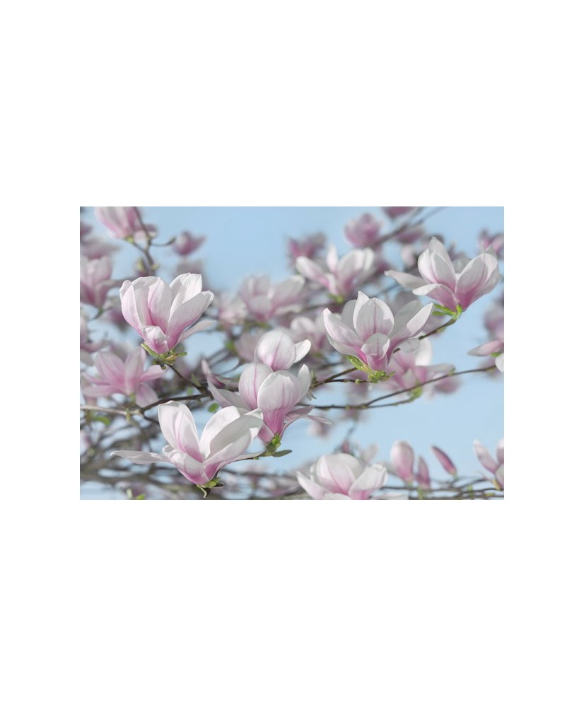 Painel decorativo Magnolia