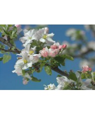 Painel decorativo Primavera