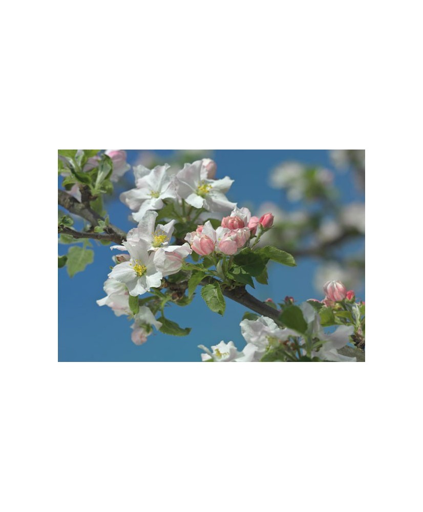 Painel decorativo Primavera