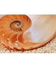 Painel decorativo Nautilus