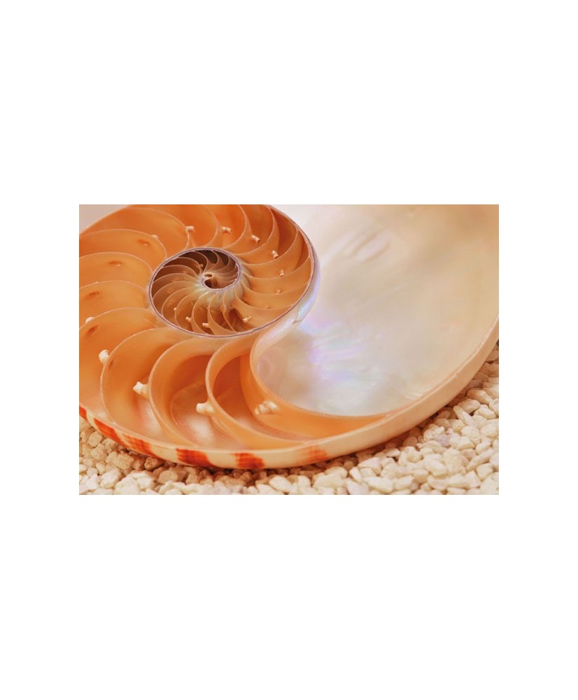 Painel decorativo Nautilus