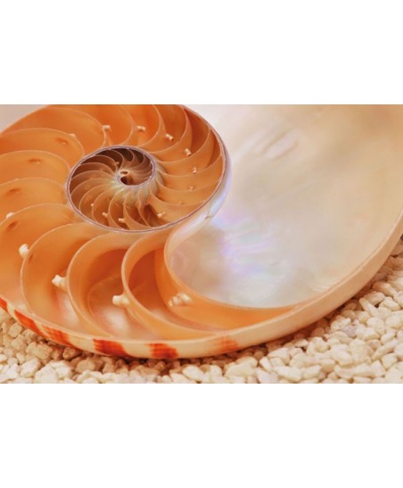 Painel decorativo Nautilus