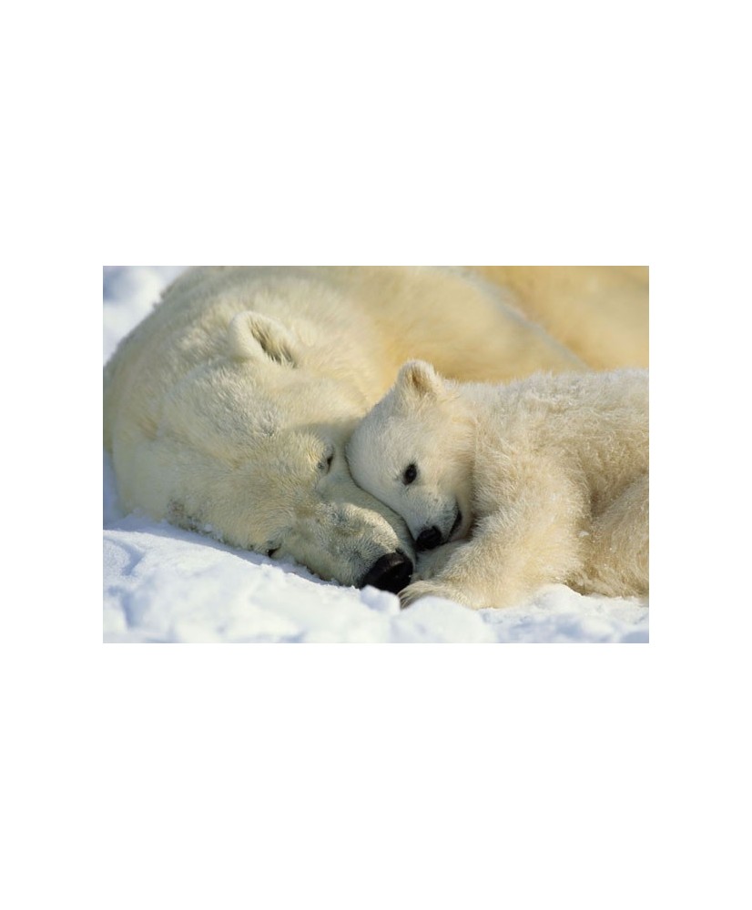 Painel decorativo Polar Bears Painel decorativo Polar Bears