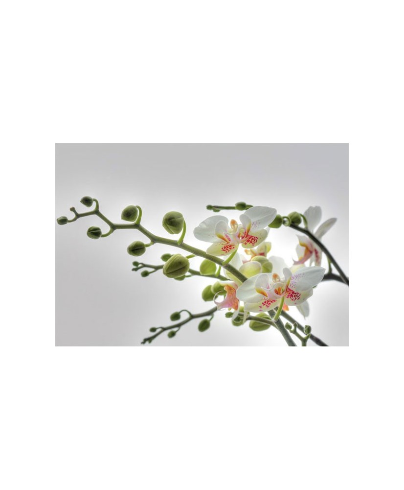 Painel decorativo Orchidee Painel decorativo Orchidee