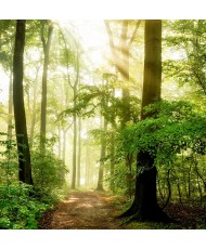 Painel Decorativo 2P12006