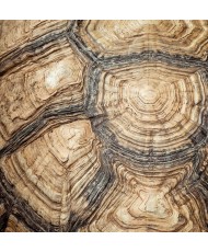 Painel Decorativo 2P40007