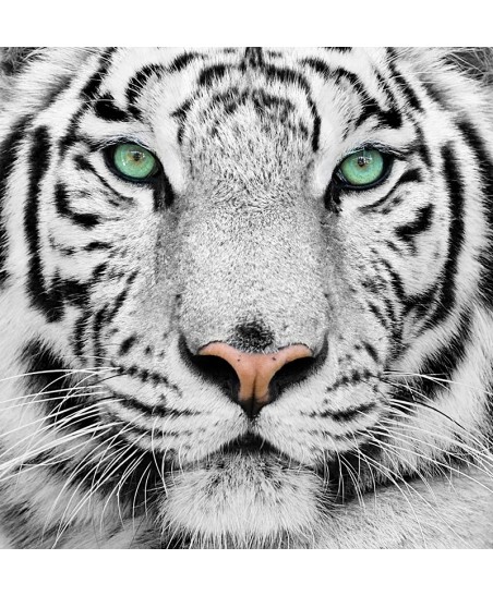 Painel Decorativo 2P60004