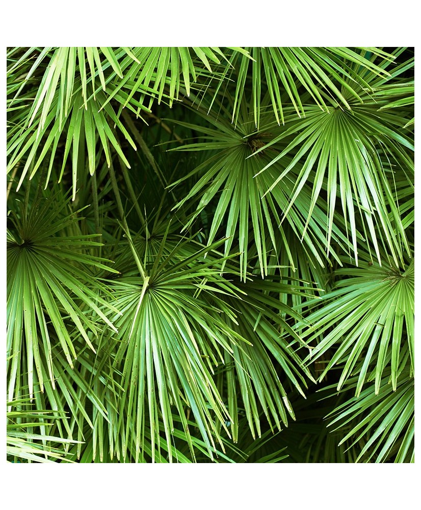 Painel Decorativo 2P81002