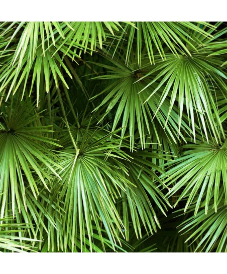 Painel Decorativo 2P81002