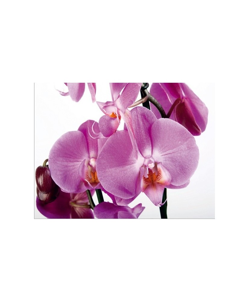 Painel decorativo FTS 0049