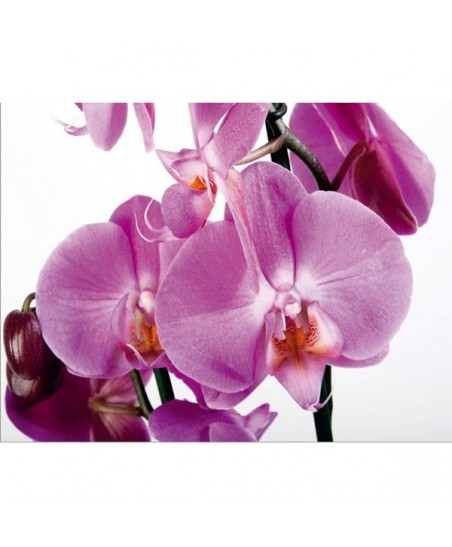 Painel decorativo FTS 0049