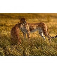 Painel decorativo FT0105