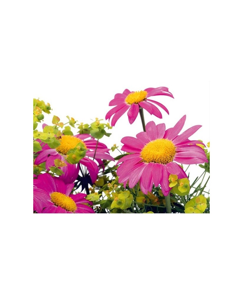 Painel decorativo FT0122