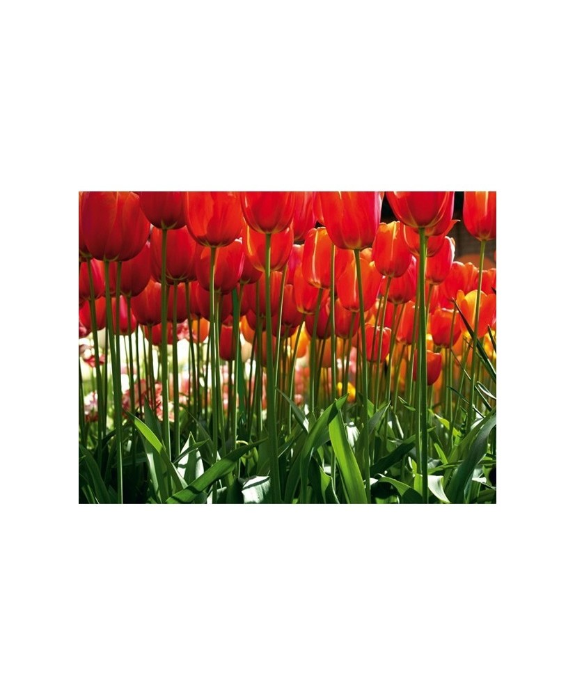 Painel decorativo FT0137