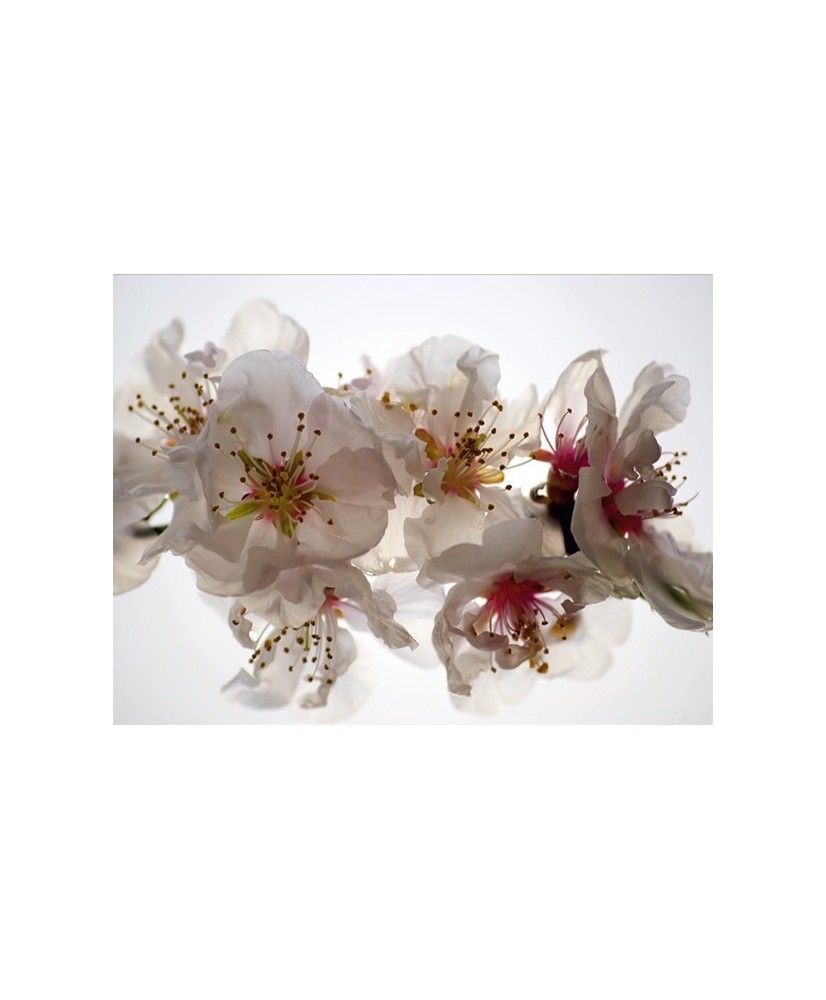 Painel decorativo FT0145