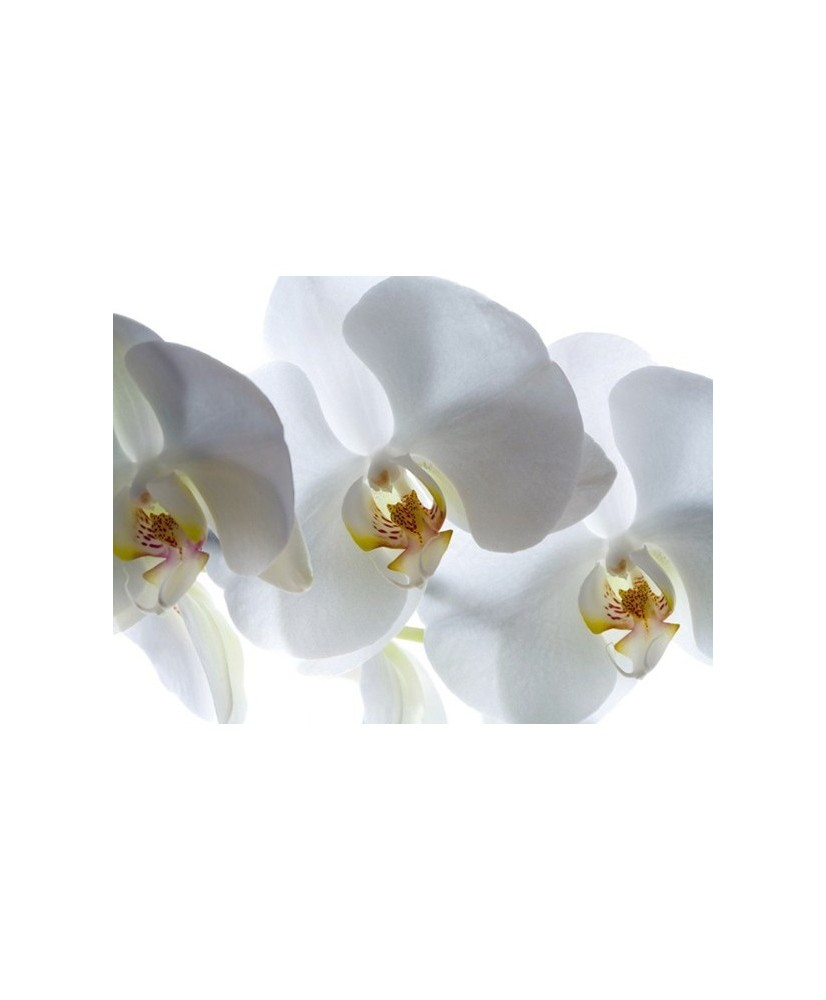 Painel decorativo FT0190