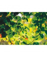 Painel decorativo FT0310