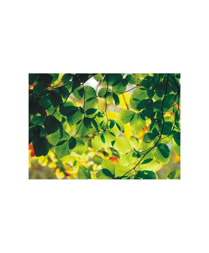 Painel decorativo FT0310